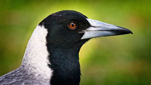 Close-up of a bird looking away