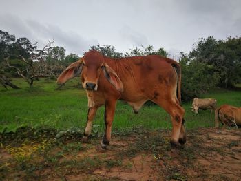 Horse standing in a field