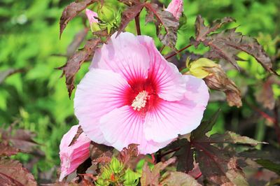 Close-up of pink hibiscus blooming outdoors