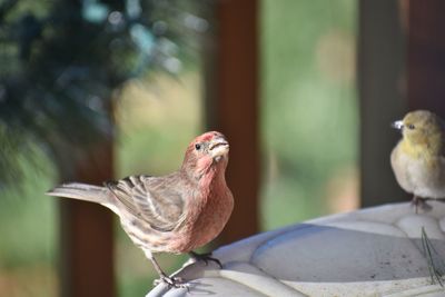 Close-up of birds perching on a bird feeder