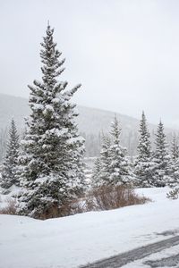 Pine trees on snow covered land against sky