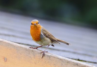 Close-up of bird perching on wood