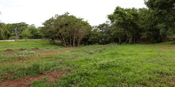 Trees on field against clear sky