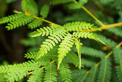 Close-up of fern leaves