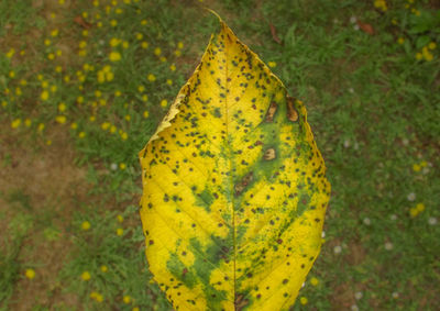 Close-up of butterfly on tree trunk