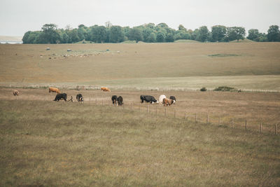 Horses grazing on field