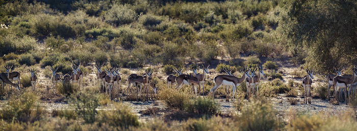 Springbok herd standing in backlit in kgalagari transfrontier park, south africa