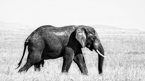 Elephant on field against sky