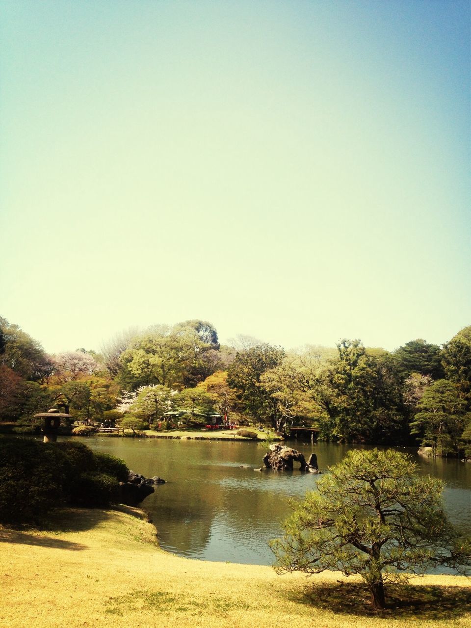 clear sky, water, tree, copy space, tranquility, tranquil scene, scenics, beauty in nature, nature, lake, mountain, blue, river, idyllic, day, growth, non-urban scene, outdoors, rock - object, reflection