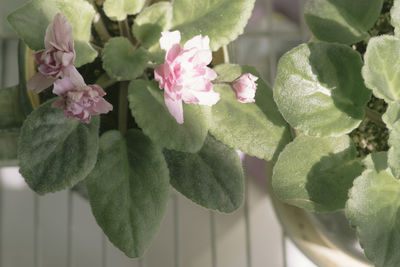 Close-up of pink flowering plant