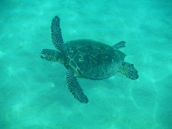 High angle view of turtle swimming in sea