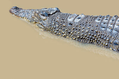 High angle view of crocodile in pond