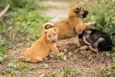 Two dogs on field