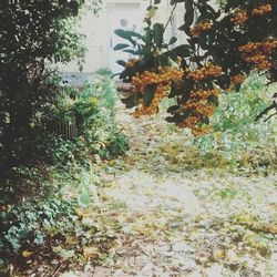 Plants growing on tree