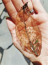 Close-up of hand holding decayed leaf