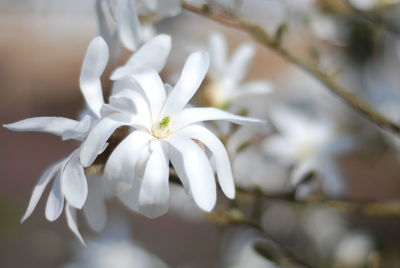 Close-up of white flowering plant