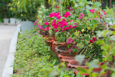 Close-up of pink flowers in yard