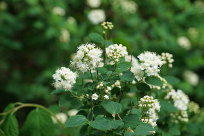 Close-up of white flowering plant