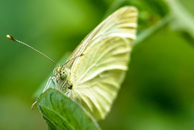 Close-up of butterfly on plant