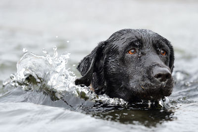 Close up of a pedigree black labrador retriever swimming 