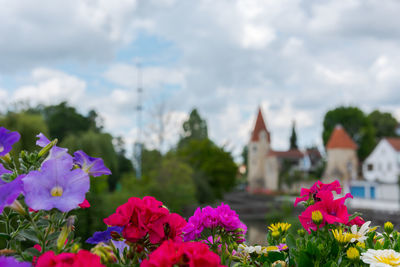 Close-up of flowering plants against cloudy sky