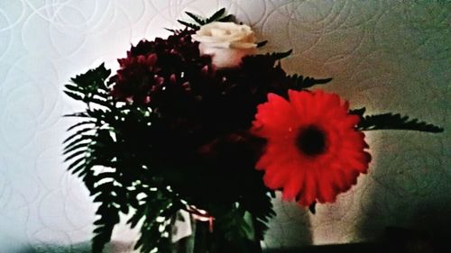 Close-up of red flowers