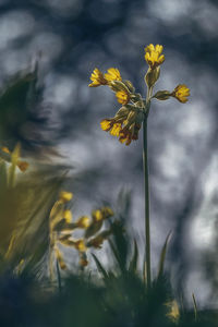 Close-up of yellow flowering plant