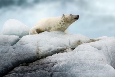 View of an animal on snow