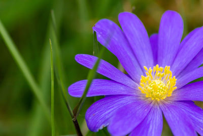 Close-up of purple flowering plant