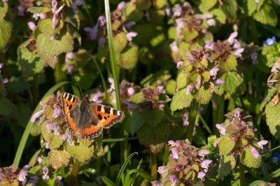 Close-up of butterfly pollinating on flower