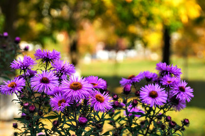 Close-up of purple flowering plants