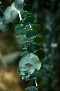 Close-up of fresh green plant