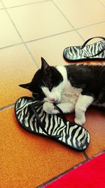 Cat resting on floor