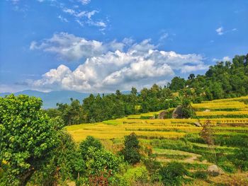 Scenic view of agricultural field against sky