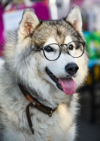 Close-up of dog wearing eyeglasses looking away