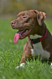 Close-up of dog sticking out tongue on field