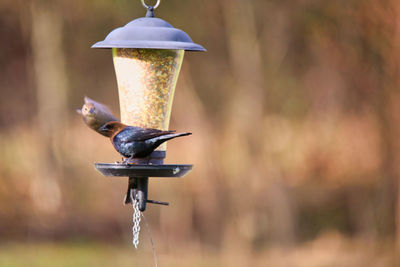 Close-up of bird perching on feeder