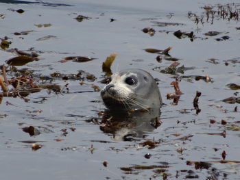 Close-up of duck swimming in lake