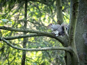 View of a lizard on a tree