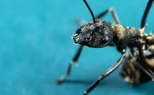 Close-up of insect on leaf