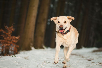 Portrait of dog running outdoors