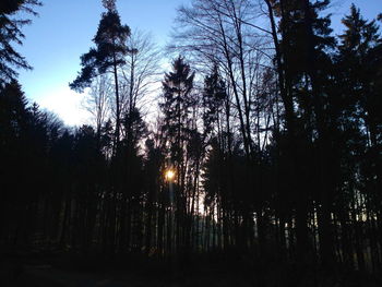 Low angle view of silhouette trees in forest against sky