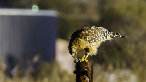 Close-up of bird perching outdoors