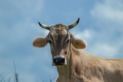 Portrait of a horse