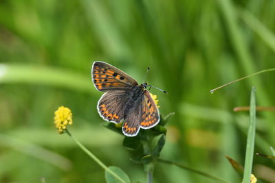 Close-up of butterfly on plant