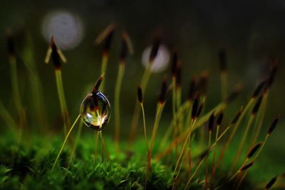 Close-up of plant against blurred background