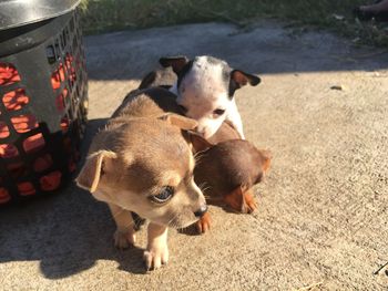 High angle view of two dogs