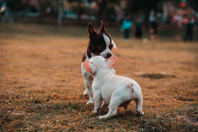 Dogs running on green grass at park in summer.