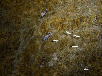 Aerial shot of a buffalo and birds at wild by drone