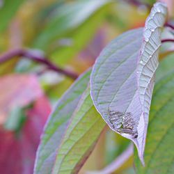 Close-up of leaf on plant